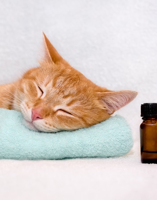 natural cbd for cats sa botanicals san antonio