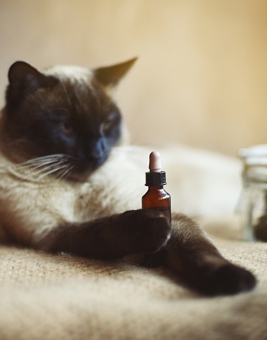 CBD for cats - natural hemp-based wellness products at Nacogdoches & Loop 410